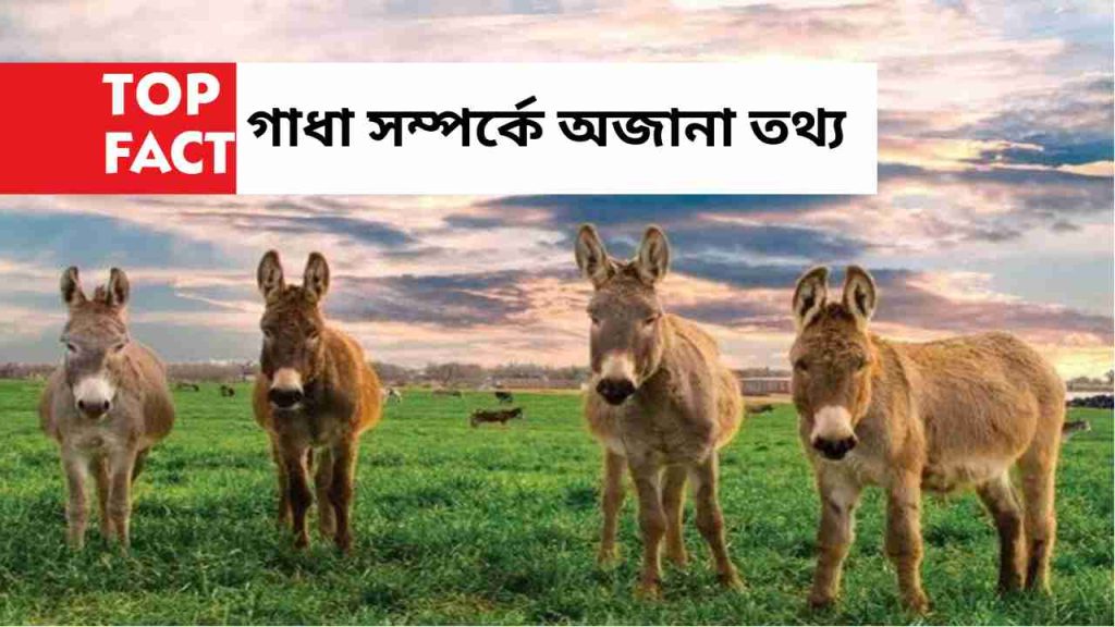 Fact About Donkey