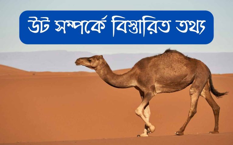 Facts About Camel 